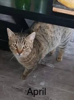 Rescue Dilute Tortoiseshell and Tabby Cats for Adoption in New Richmond, Wisconsin - April | PetCurious