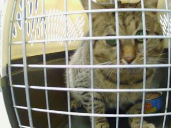 Domestic Short Hair Cats Available for Adoption - NICO | PetCurious