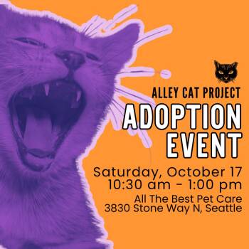 10/17 Adoption Event with Alley Cat Project -  Domestic Short Hair Cat for Adoption in Seattle, Washington - 10/17 Adoption Event With Alley Cat Project | PetCurious