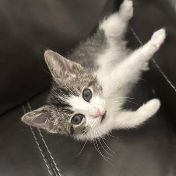 Backflip -  Domestic Short Hair Cat for Adoption in Dekalb, Illinois - Backflip | PetCurious