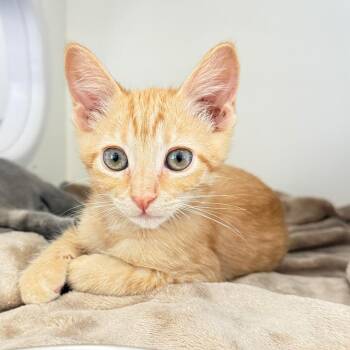 Dexter -  Domestic Short Hair Cat for Adoption in Ojai, California - Dexter | PetCurious