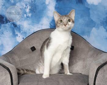 Rescue Domestic Short Hair and Tabby Cats for Adoption in Tuscaloosa, Alabama - Treslegge - Tri Pod | PetCurious