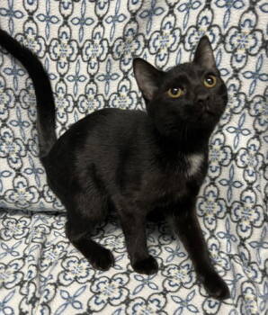 Rescue Domestic Short Hair Cats for Adoption in Lake City, Michigan - 6736 (Jude) | PetCurious