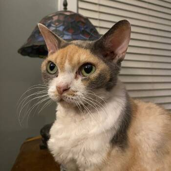 Rescue Devon Rex Cats for Adoption in Tulsa, Oklahoma - Batik | PetCurious