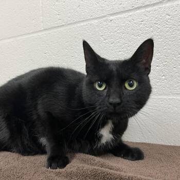 Beatrice -  Domestic Short Hair Cat for Adoption in Rocky Mount, Virginia - Beatrice | PetCurious