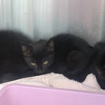 Domestic Short Hair Cats Available for Adoption in Jupiter, Florida - Captain | PetCurious