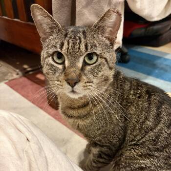 Al Dente -  Domestic Short Hair Cat for Adoption in Alexandria, Virginia - Al Dente | PetCurious