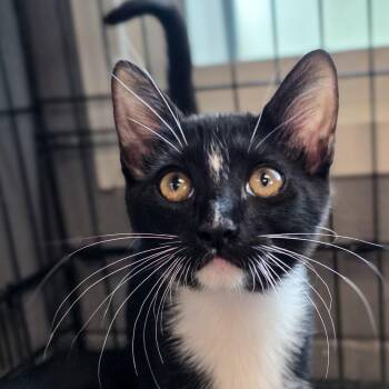 Willow -  Domestic Short Hair Cat for Adoption in Gainesville, Texas - Willow | PetCurious