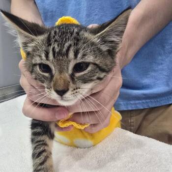 Grayson -  Domestic Short Hair Cat for Adoption in Fairmont, West Virginia - Grayson | PetCurious