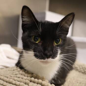 Cleo -  Domestic Short Hair Cat for Adoption in Briarcliff Manor, New York - Cleo | PetCurious