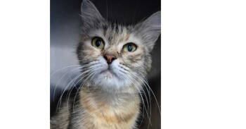 Rescue Domestic Short Hair and Calico Cats for Adoption in Randolph, Massachusetts - Unique Urth | PetCurious