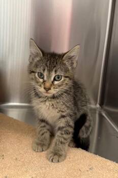 Gina -  Domestic Short Hair Cat for Adoption in Yankton, South Dakota - Gina | PetCurious