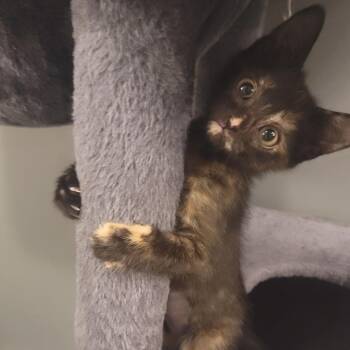 Nori -  Domestic Short Hair Cat for Adoption in Kansas City, Missouri - Nori | PetCurious