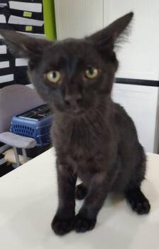 Balthazar -  Domestic Short Hair Cat for Adoption in Cleveland, Tennessee - Balthazar | PetCurious