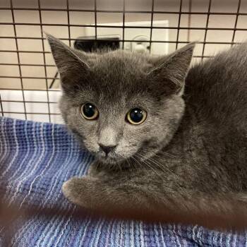 Beast -  Domestic Short Hair Cat for Adoption in Chicago, Illinois - Beast | PetCurious
