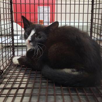 Molly -  Domestic Short Hair Cat for Adoption in Lake Panasoffkee, Florida - Molly | PetCurious