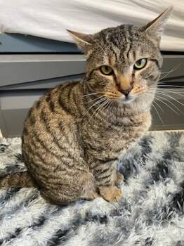 Domestic Short Hair Cats Available for Adoption - Mars | PetCurious