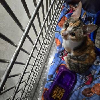 Domestic Short Hair Cats Available for Adoption - Cannoli | PetCurious