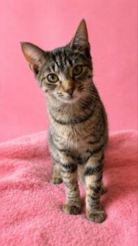 Beezus -  Tabby Cat for Adoption in Knoxville, Tennessee - Beezus | PetCurious