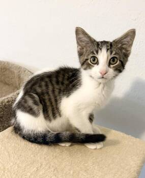 Brock -  Domestic Short Hair Cat for Adoption in Rochester, Indiana - Brock | PetCurious