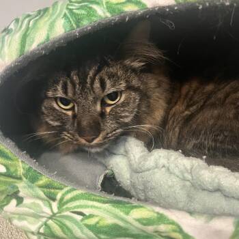 JJ -  Domestic Long Hair Cat for Adoption in Sarasota, Florida - JJ | PetCurious