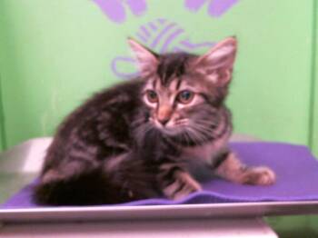 Rescue Domestic Long Hair and Domestic Short Hair Cats for Adoption in Houston, Texas - CLARICE | PetCurious