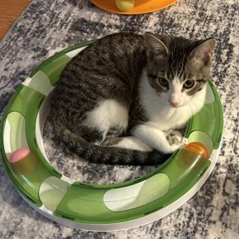 Andra -  Domestic Short Hair Cat for Adoption in Peoria, Illinois - Andra | PetCurious