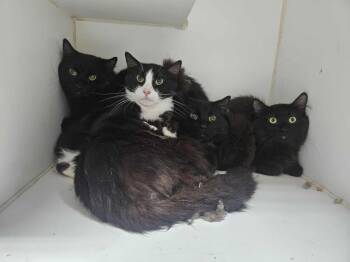 Rescue Domestic Short Hair Cats for Adoption in Maryville, Tennessee - Noir | PetCurious