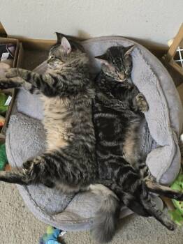 Domestic Long Hair Cats Available for Adoption in Blaine, Minnesota - Marbles And Jacks | PetCurious