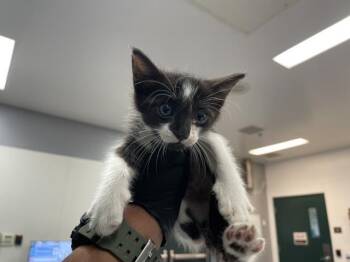A1934697 -  Domestic Short Hair Cat for Adoption in Thousand Palms, California - A1934697 | PetCurious