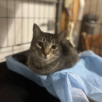 Lincoln ARC2025-122 -  Domestic Short Hair Cat for Adoption in Akron, New York - Lincoln ARC2025-122 | PetCurious
