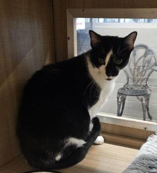 Funyun -  Domestic Short Hair Cat for Adoption in Bossier City, Louisiana - Funyun | PetCurious
