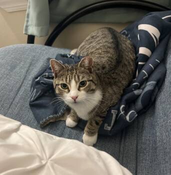 Domestic Short Hair Cats Available for Adoption - Mieko Market | PetCurious