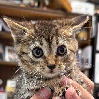 Matilda -  Domestic Short Hair Cat for Adoption in Jacksonville, Arkansas - Matilda | PetCurious