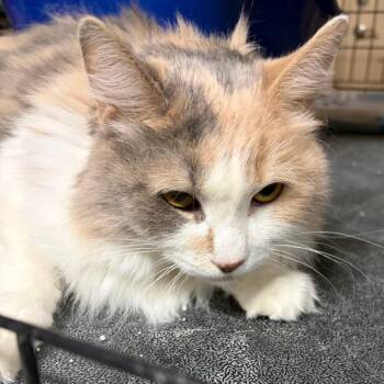 BellaRosa -  Domestic Long Hair Cat for Adoption in Kingman, Arizona - BellaRosa | PetCurious