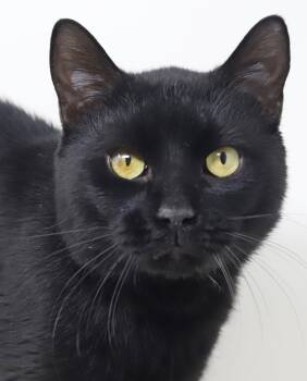 Bombay Cats Available for Adoption in Bedford Hills, New York - Smudge Is A Smoosh!  Hunky Bombay Beauty!  WOW | PetCurious