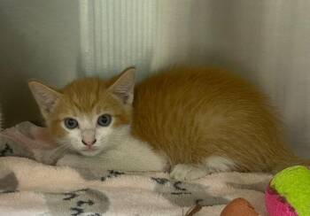 Sunkist -  Domestic Short Hair Cat for Adoption in Kemp, Texas - Sunkist | PetCurious