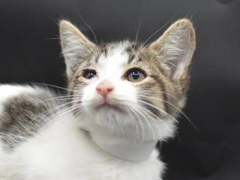 Krill -  Domestic Short Hair Cat for Adoption in Portland, Oregon - Krill | PetCurious