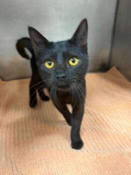 Tootsie Roll -  Domestic Short Hair Cat for Adoption in Little Rock, Arkansas - Tootsie Roll | PetCurious