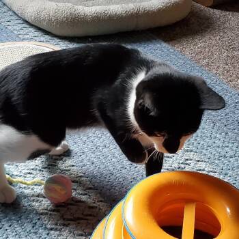 Boba -  Domestic Short Hair Cat for Adoption in Chaska, Minnesota - Boba | PetCurious