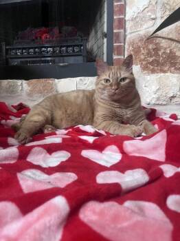 Domestic Short Hair Cats Available for Adoption in Dallas, Texas - Appa | PetCurious