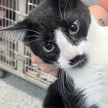 Rescue Domestic Short Hair Cats for Adoption in Port Charlotte, Florida - Tangela | PetCurious