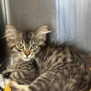 Papa Lapa Shnappa Bap -  Domestic Short Hair Cat for Adoption in Davenport, Iowa - Papa Lapa Shnappa Bap | PetCurious