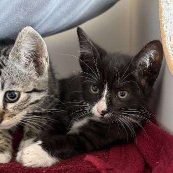 Shrimp -  Domestic Short Hair Cat for Adoption in Oakland, California - Shrimp | PetCurious