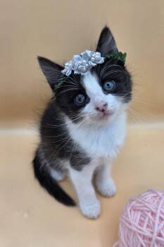 Domestic Short Hair and Tuxedo Cats Available for Adoption in Magnolia Springs, Alabama - Miranda | PetCurious