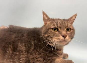 Minnie -  Domestic Medium Hair and Domestic Short Hair Cat for Adoption in Woodbury, Minnesota - Minnie | PetCurious