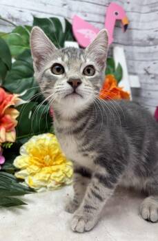 Beau -  Domestic Short Hair Cat for Adoption in Ocean Springs, Mississippi - Beau | PetCurious