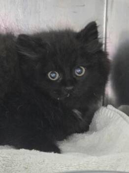 OohLaLa -  Domestic Long Hair and Domestic Short Hair Cat for Adoption in Simcoe, Ontario - OohLaLa | PetCurious