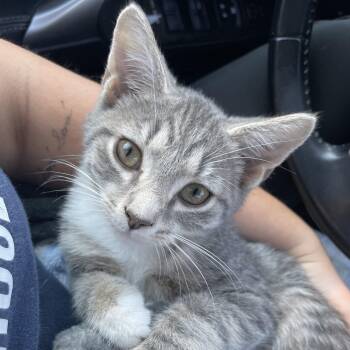 Carolina Reaper -  Domestic Short Hair Cat for Adoption in Richmond, Virginia - Carolina Reaper | PetCurious