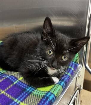 CHAPPY -  Domestic Short Hair Cat Available for Adoption in Fort Lauderdale, Florida - CHAPPY | PetCurious